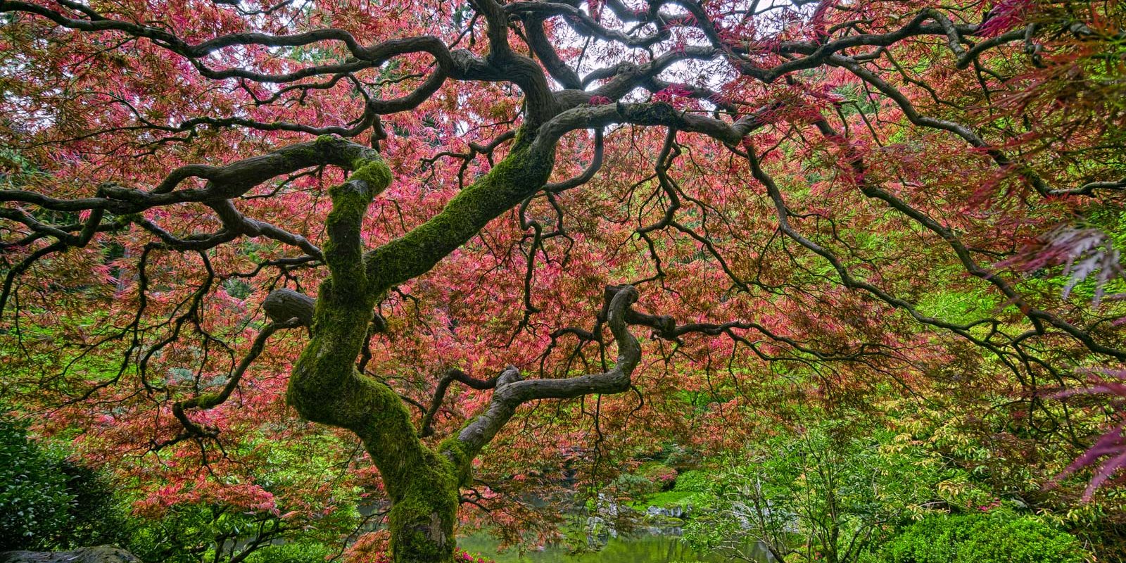 Maple Tree in Spring_Roman Johnston