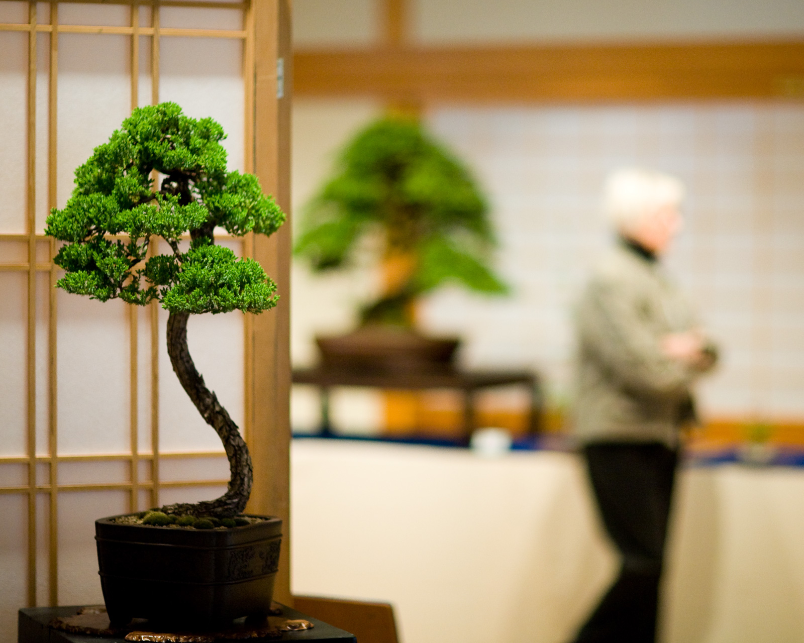An Introduction to Bonsai – Portland Japanese Garden
