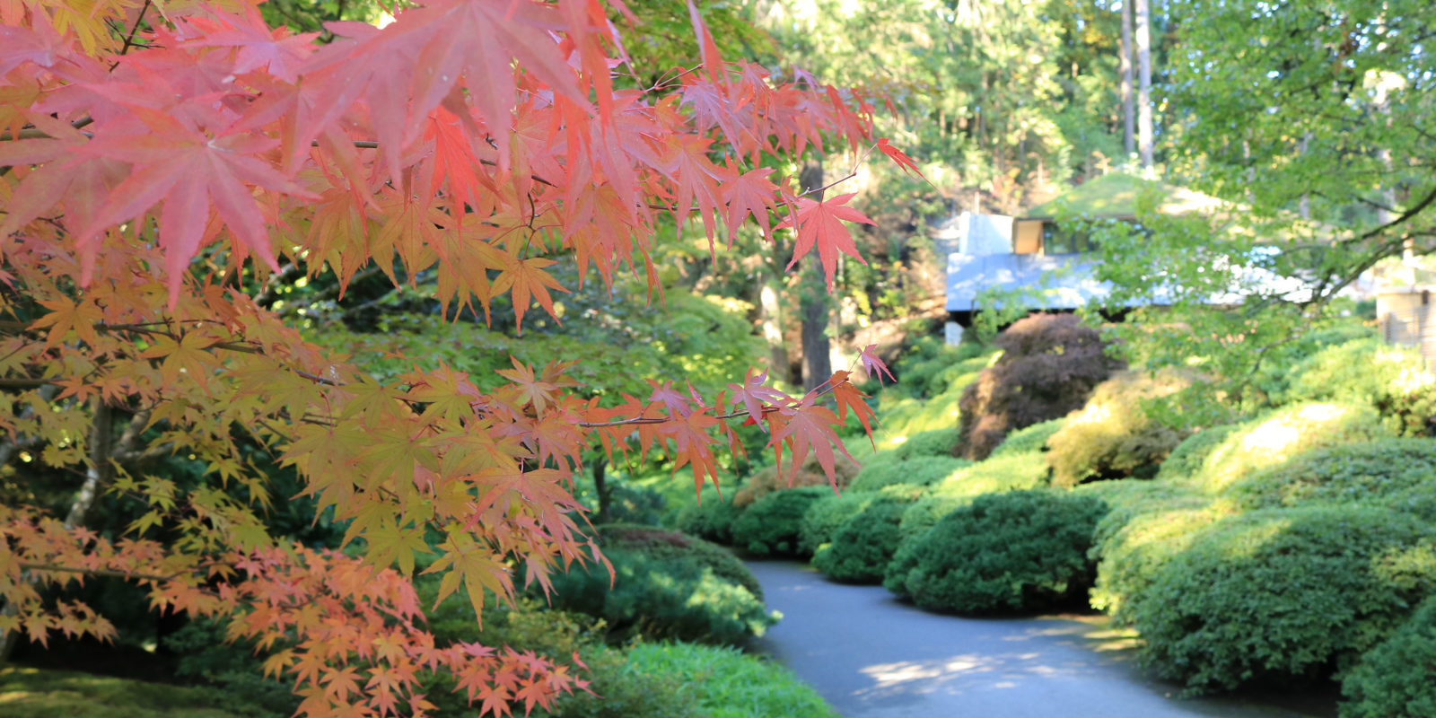 LR_Portland Japanese Garden_Fall Colors 2017_ Julia Taylor_IMG_1036