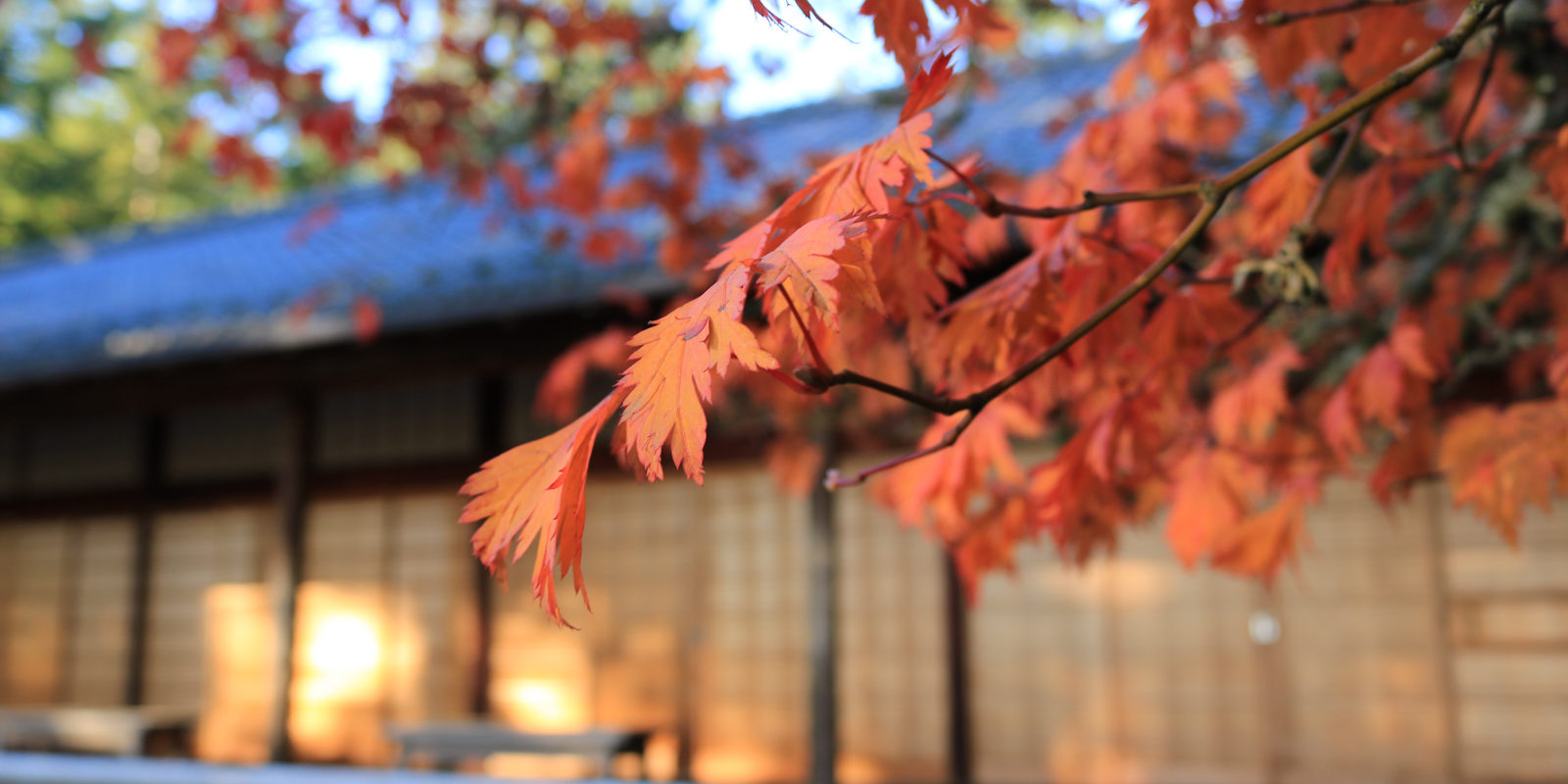 LR_Portland Japanese Garden_Fall Colors_Julia Taylor_IMG_1246