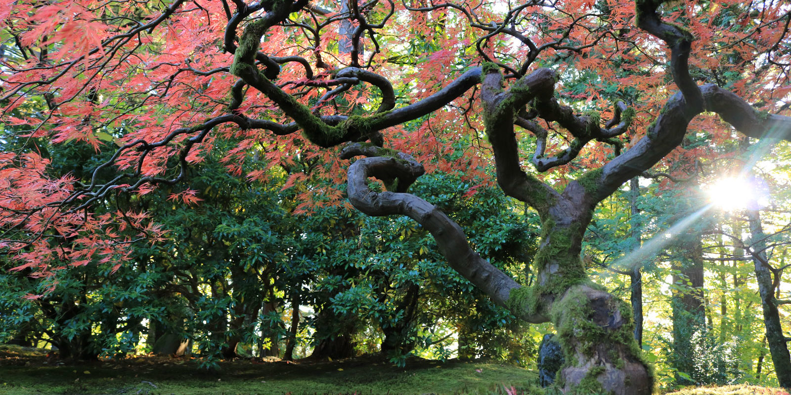 LR_Portland Japanese Garden_Fall Colors_Julia Taylor_IMG_1269