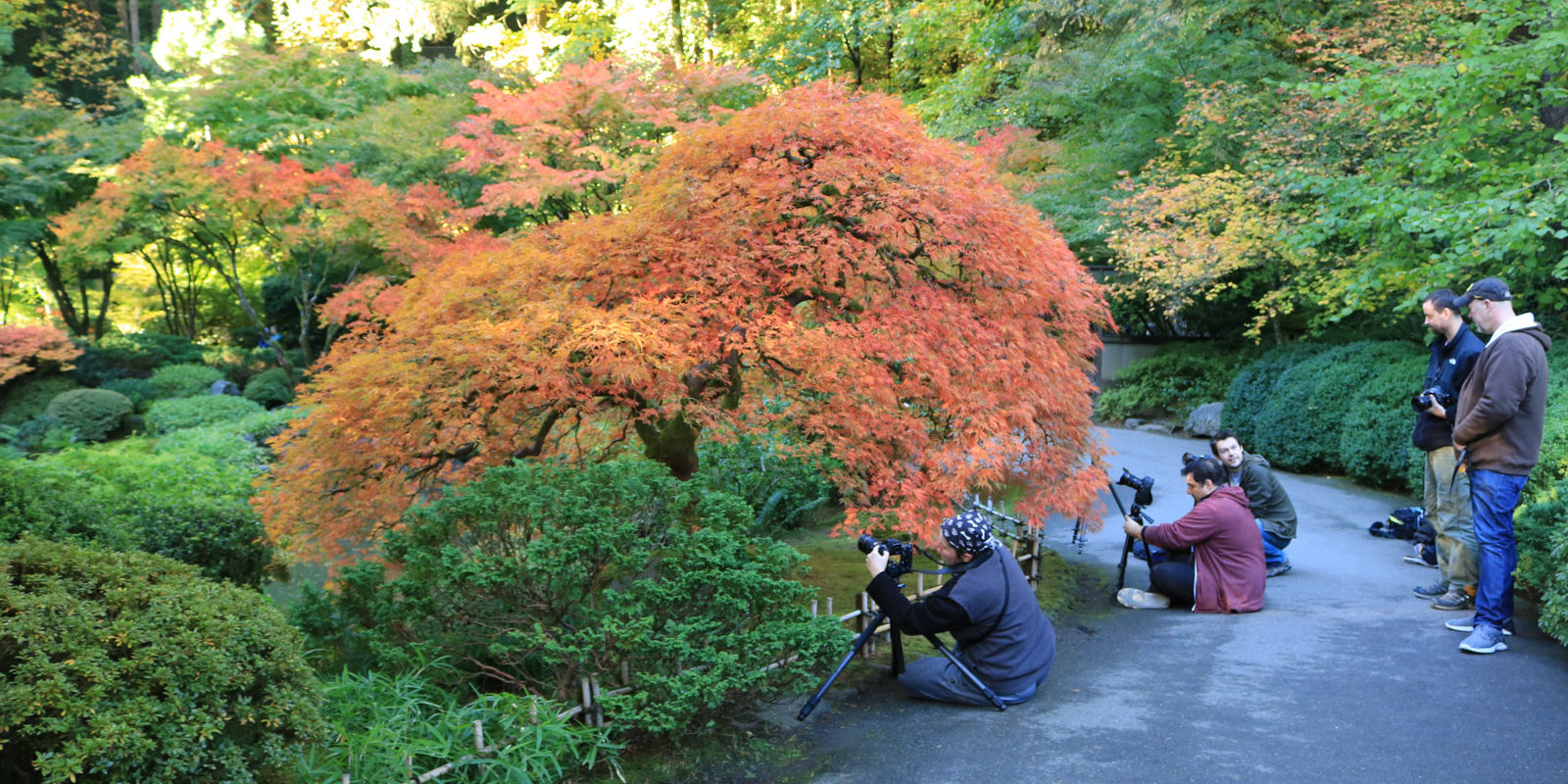 LR_Portland Japanese Garden_Fall Colors_Julia Taylor_IMG_1374