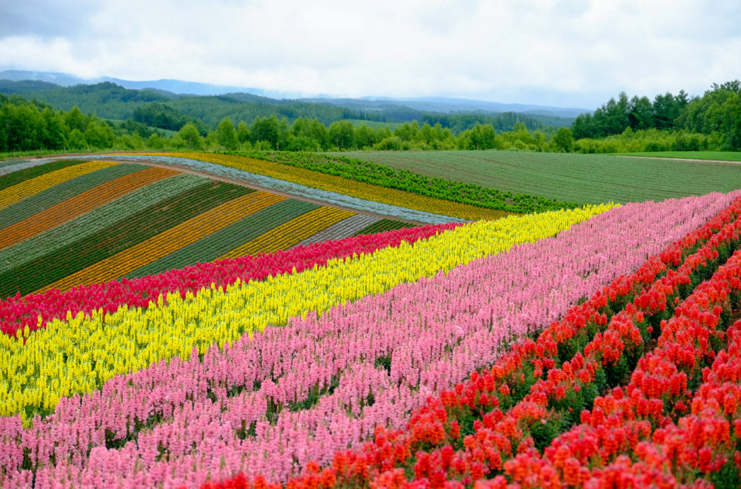 Coming in 2019: The Year of Hokkaido – Portland Japanese Garden