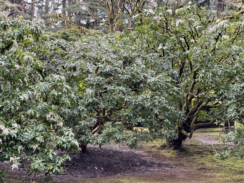 The pieris shrub in its new home in the Flat Garden after being freshly planted. Photo by Portland Japanese Garden.