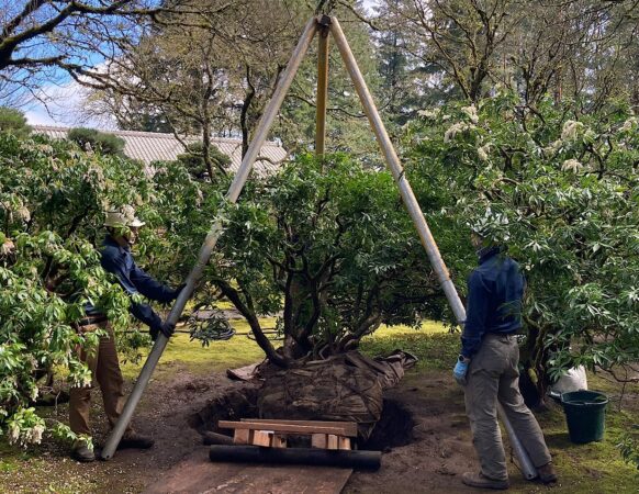 A pieris shrub being moved via a san-mata, a tripod with a hoist at its center. Photo by Portland Japanese