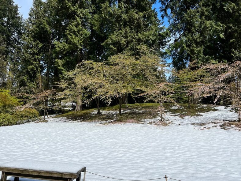 Snow on Cherry Tree Hill in the Strolling Pond Garden. Photo by Portland Japanese Garden.