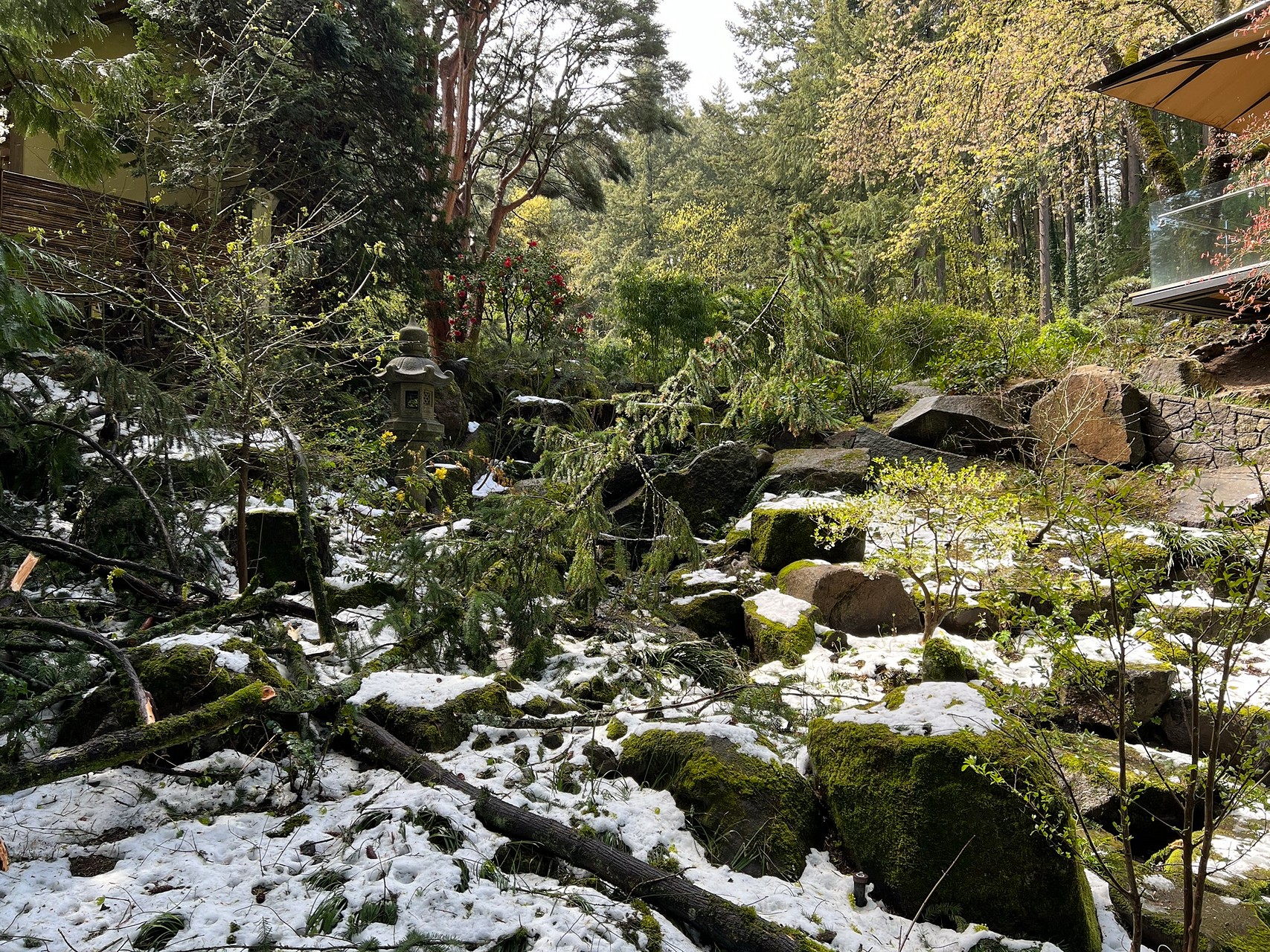 Fallen tree branches in the Entry Garden after a surprise snow storm in April 2022. Photo by Portland Japanese Garden.