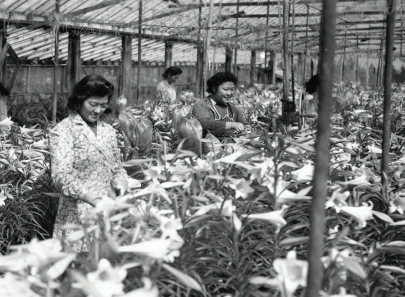 Women working in Greenhouse, Seattle, WA. Courtesy of the Kumasaka Family Collection.