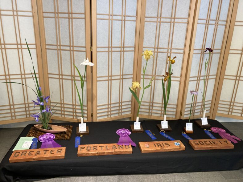A display of the winning flowers with prize ribbons and a wooden sign stating Greater Portland Iris Society.