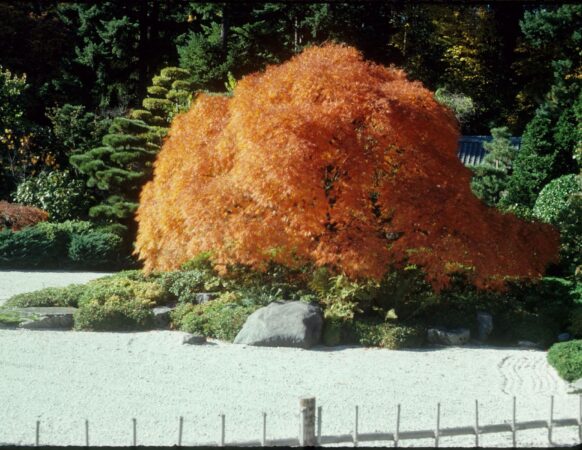 A maple tree in the Flat Garden of Portland Japanese Garden.