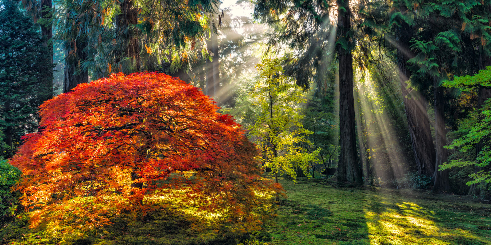Fall Maple with Forest Sun Rays_Roman Johnston