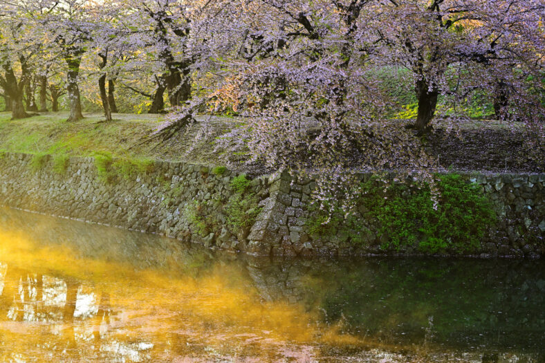 Cherry Blossom reflecting over water with golden hue.