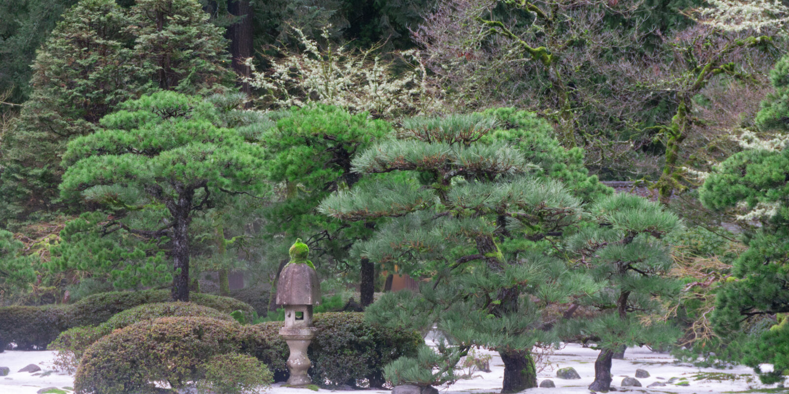 Portland Japanese Garden - 1-22-2024 - Photo by Portland Japanese Garden-7