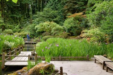 Person observing a koi pond and lush traditional foliage in the Japanese Garden from a distance