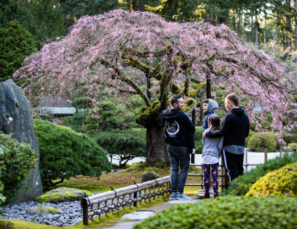 Two parents and their small children look at a weeping cherry tree in Portland Japanese Garden.
