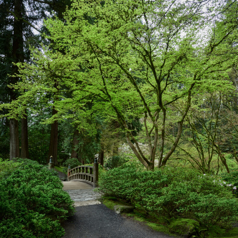 Wooden bridge underneath a very green lush tree