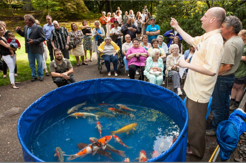 Steve Bloom stands above a small kiddie-sized swimming pool with koi in it before they're released into a pond.