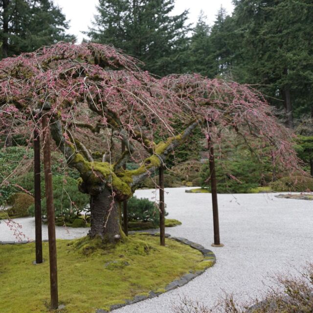 Khu vườn Nhật Bản Portland: Thiên nhiên hoang sơ, màu sắc thanh tao và kiến trúc phong cách truyền thống của Nhật Bản, Khu vườn Nhật Bản Portland là điểm đến hoàn hảo cho những ai muốn trốn khỏi nhịp sống đô thị ồn ào. Cùng nhau trải nghiệm và chiêm ngưỡng sự tuyệt vời của khu vườn này nhé!